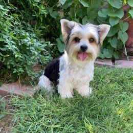 Olivia - Biewer Terrier