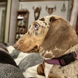 Angel - Dachshund