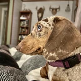 Angel - Dachshund