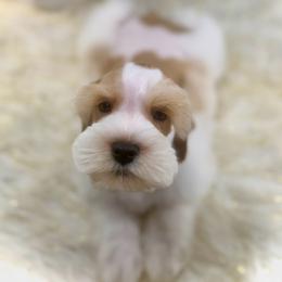 Will - Wheaten male Miniature Schnauzer puppy in Overton, Texas from Beards & Bows Schnauzer Farm