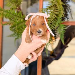 Puppy Pick 7 - Red  female Goldendoodle puppy in Whitesburg, Georgia from Asbury & Co Farms