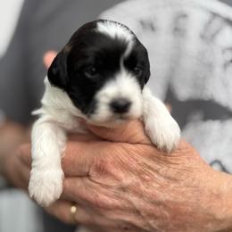 Hayden - Black and tan brindle male Havapoo puppy in Loveland, Colorado from Littledoodles2love