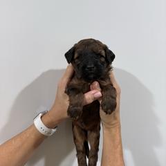 Girl 5 - Brown female Whoodle puppy in Pima, Arizona from Schmidt's K9s