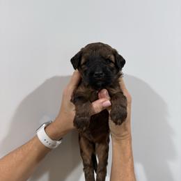 Girl 5 - Brown female Whoodle puppy in Pima, Arizona from Schmidt's K9s