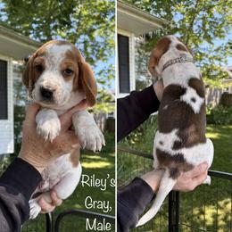 PENDING  Rileys Gray - Red black and white male Beagle puppy in Brownsville, Oregon from Beagles on the Run
