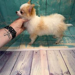 8836 cream and white - Cream and white male Chihuahua puppy in Palmyra, Indiana from Country Star Chihuahuas