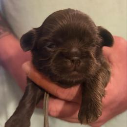 Grey boy - Liver male Shih Tzu puppy in Berkeley Springs, West Virginia from Sandridge Shih Tzus