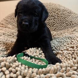 Green Boy - Black male Labrador Retriever puppy in North Pole, Alaska from Mulberry Retrievers