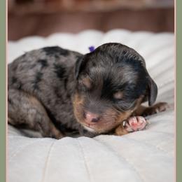 Rebecca - Merle female Cockapoo puppy in Connersville, Indiana from Deaz Doodle Ranch