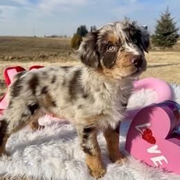 Nadia - Red merle female Australian Shepherd puppy in West Union, Iowa from Boundless Hearts Australian Shepherds LLC