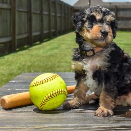 Jennie - Blue merle female Bernedoodle puppy in Lake Charles, Louisiana from Journey Doodles