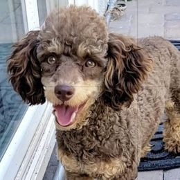 Poodles from Elite Poodle