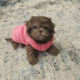 Hazel - Chocolate female Shih Tzu puppy in Corona, California from Ju Shih Tzu