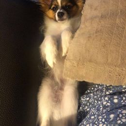 Papillon Puppies from Belladonna Papillons