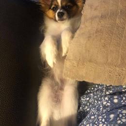 Papillon Puppies from Belladonna Papillons