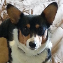 Bitty - Pembroke Welsh Corgi