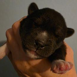 Demi - Agouti and white female Siberian Husky puppy in Meridian, Mississippi from JJ's Huskies