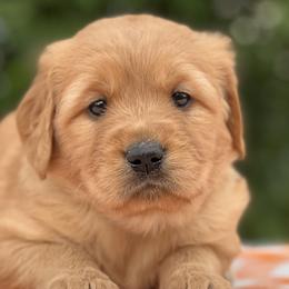 Golden Retrievers from Jack and Ginger’s Goldens