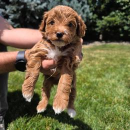 Ember - Parti female Goldendoodle puppy in Layton, Utah from Lauralyn's Goldendoodles