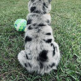 Australian Shepherd Puppies from SoCo Aussies