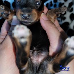 Boy 3 - Black and gold male Yorkshire Terrier puppy in Gilbert, Arizona from Yorkie Your Soulmate Puppy