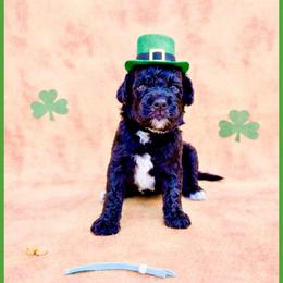 Onyx - Brown male Bernedoodle puppy in Lake City, Florida from 224 Doodles and Poodles