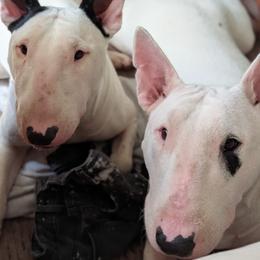 Bull Terrier puppies from Luxury Bulls