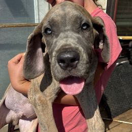 Tonka - Brindle male Great Dane puppy in Wimberley, Texas from Heart of Texas Great Danes