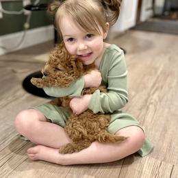Cavachon and Cavapoochon Puppies from Forever Puppies 4U