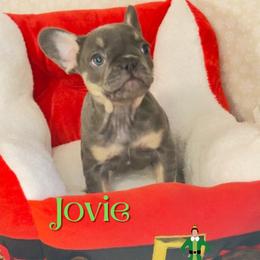 Jovie - Blue female French Bulldog puppy in Spokane, Washington from 47 North Frenchies, LLC