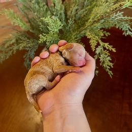 Assorted Doodle Crosses and Dachshund Puppies from Dailey Doodles and Dachshunds