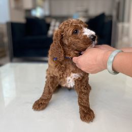 Bernedoodle, Goldendoodle, and Poodle Puppies from Teddy Doodles & Standard Poodles