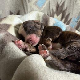 Girl 6-Red Tri - Red tri-color female Australian Shepherd puppy in Mayfield, Kentucky from Hamilton Farms