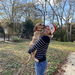 Labrador Retriever Puppies from Spring Water Labs of the Carolinas
