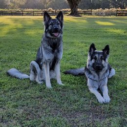 Shiloh Shepherds from Look Up Shilohs