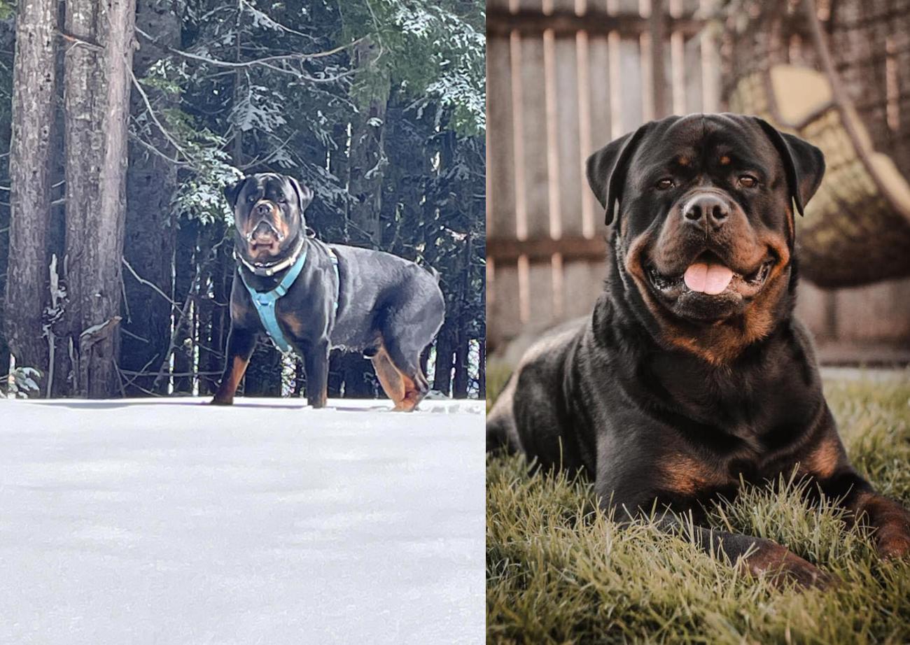 Kevin's Rottweilers in Washington | Rottweiler puppies | Good Dog