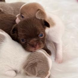 Hazel - Chocolate and white female Chihuahua puppy in Houston, Texas from The Chihuahua Haus