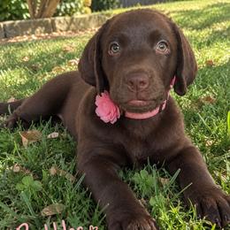 Pink - Chocolate female Labrador Retriever puppy in Wauconda, Illinois from Oksana's Labrador Retrievers