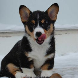 Pembroke Welsh Corgis from XOXO Corgis