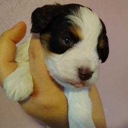 Liver red parti - Parti male Miniature Schnauzer puppy in Florida from Central Florida Schnauzers