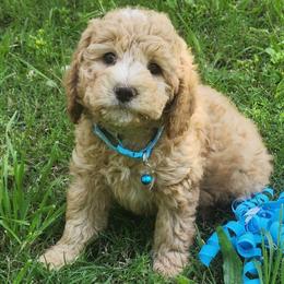 Mini Aqua boy - Cream male Goldendoodle puppy in Los Molinos Ca, California from Sunshine Sanctuary Doodles