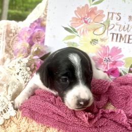 Rocco AKC - Piebald male Dachshund puppy in Hendersonville, North Carolina from Snarky Doxy Miniature Dachshunds