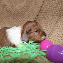 Abu - Piebald male Dachshund puppy in Henry, Virginia from Dumbledore's AKC Mini Dachshunds