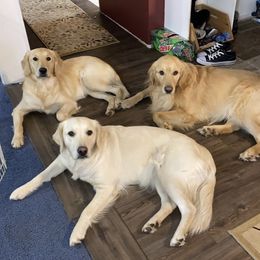 Golden Retrievers from Continued Traditions Farmstead