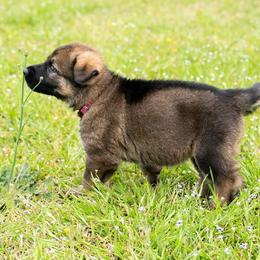 German Shepherd Puppies from Reign Land