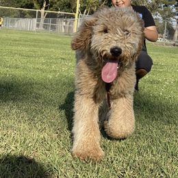 Poodle All Grown Up from Boston & Sky