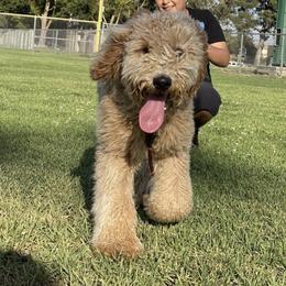 Poodle All Grown Up from Boston & Sky