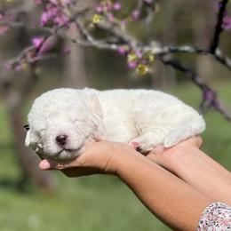 Boy 4 - male Maremma Sheepdog puppy in Conway, Missouri from 2J 2K Border Collies | Maremma Sheepdogs