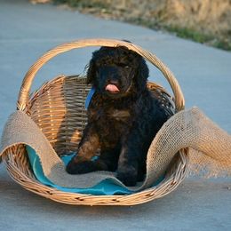 Poodle Puppies from Nay Design Poodles