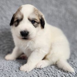 Dozer - Dark blue collar - White and badger male Great Pyrenees puppy in Monmouth, Maine from Flewelling Great Pyrenees